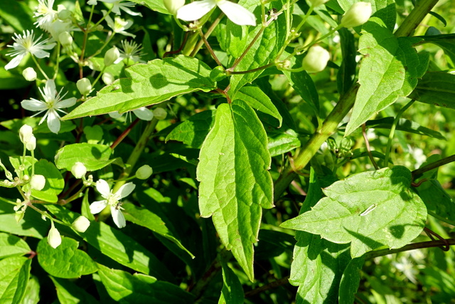 Clematis virginiana - leaves