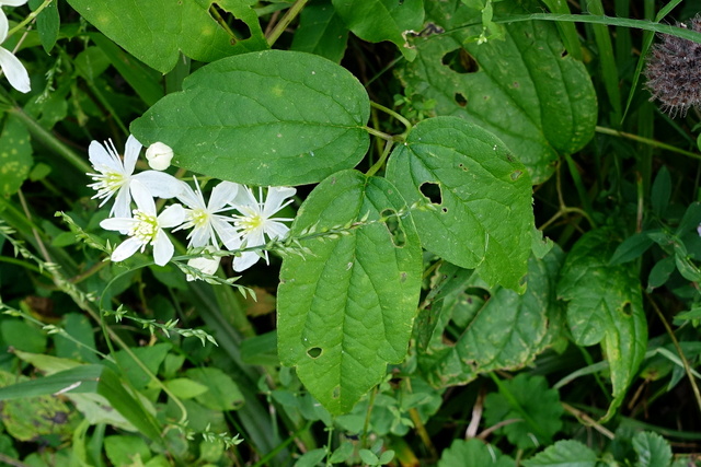 Clematis virginiana - leaves