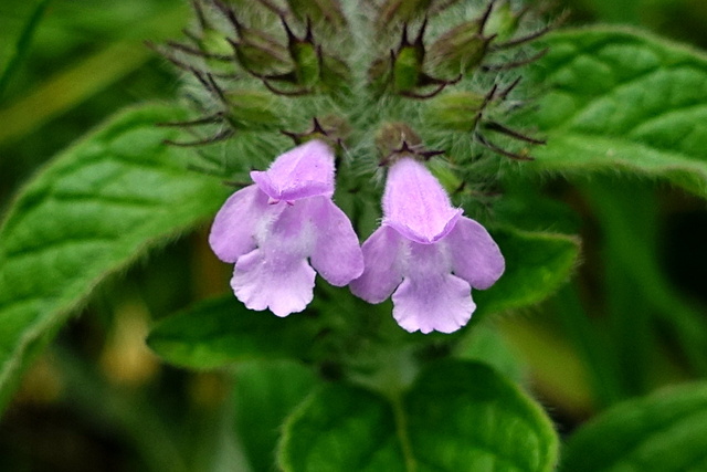 Clinopodium vulgare