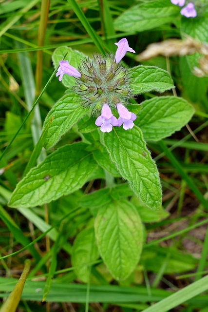 Clinopodium vulgare - plant