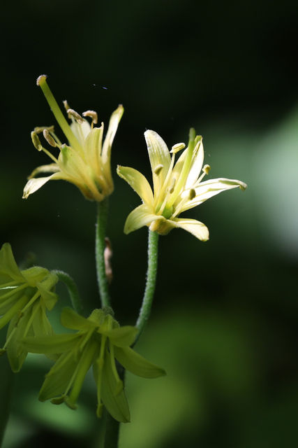 Clintonia borealis