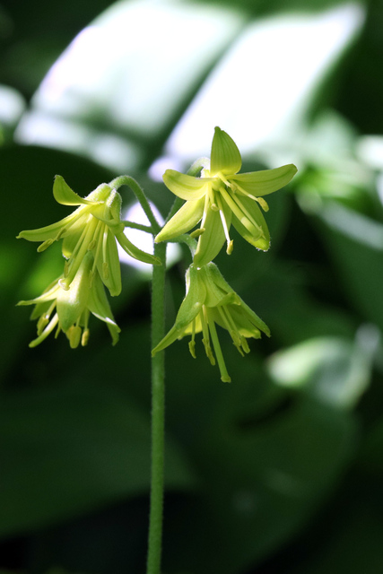 Clintonia borealis