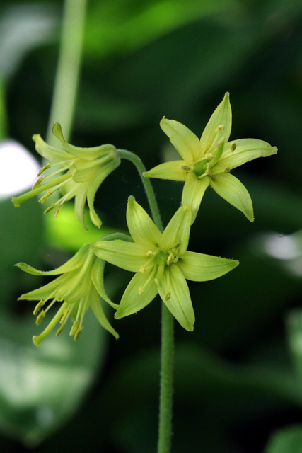 Clintonia borealis