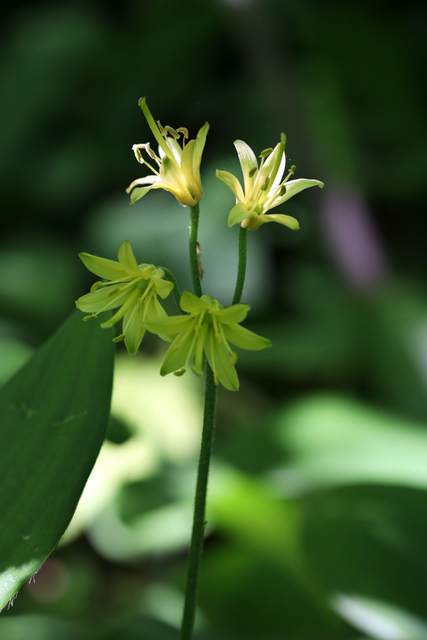 Clintonia borealis