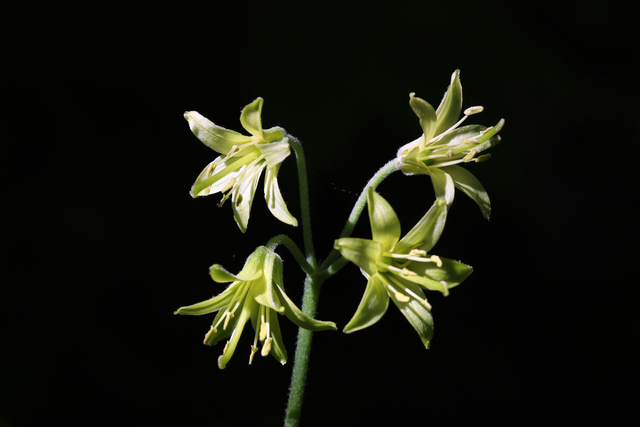 Clintonia borealis