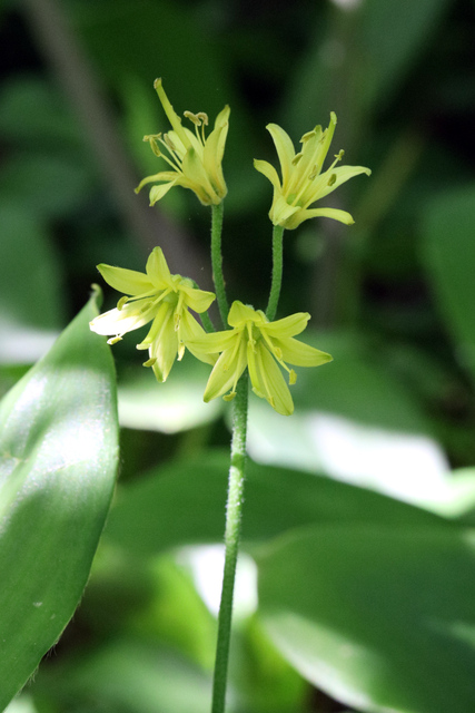 Clintonia borealis