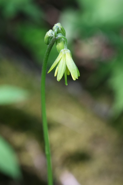 Clintonia borealis