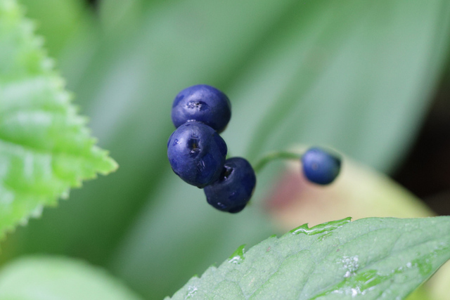 Clintonia borealis - fruit