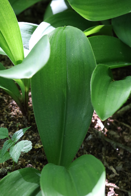 Clintonia borealis - leaves