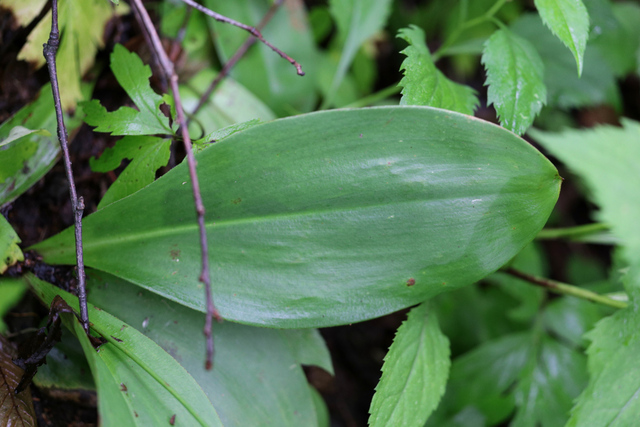 Clintonia borealis - leaves