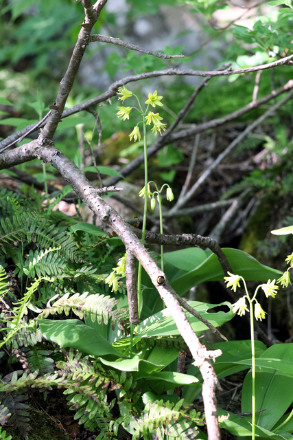 Clintonia borealis - plants