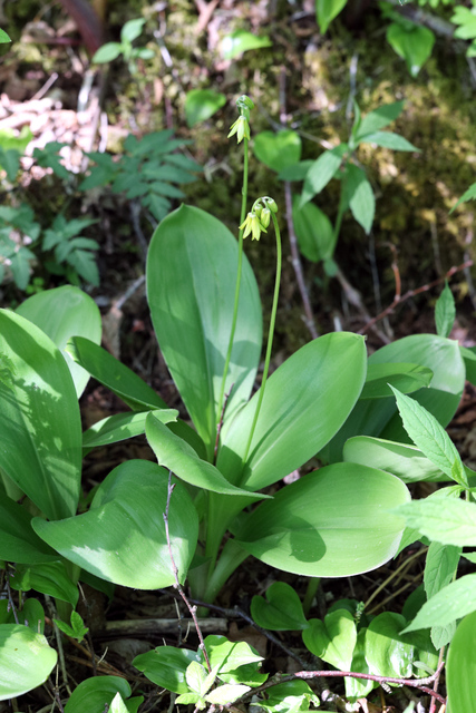 Clintonia borealis - plants