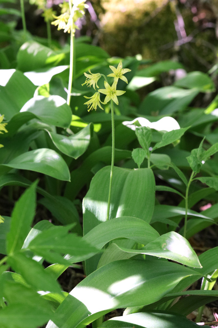 Clintonia borealis - plants
