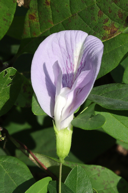 Clitoria mariana