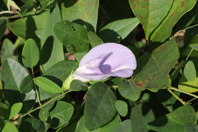 Clitoria mariana