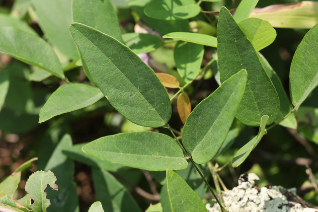 Clitoria mariana - leaves