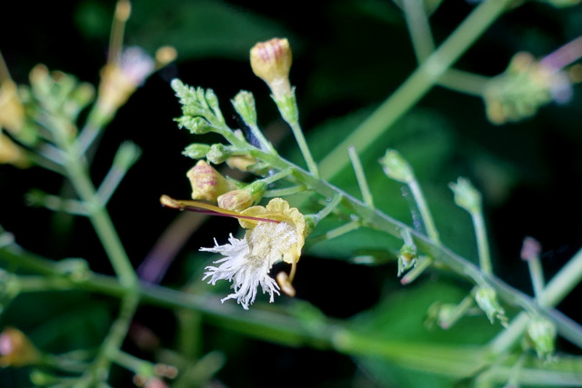 Collinsonia canadensis