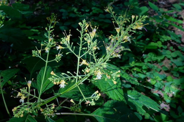 Collinsonia canadensis