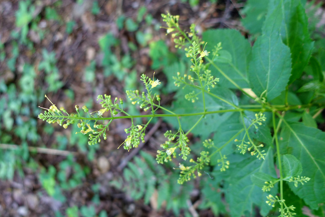 Collinsonia canadensis