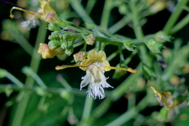 Collinsonia canadensis