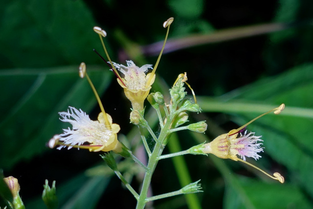 Collinsonia canadensis