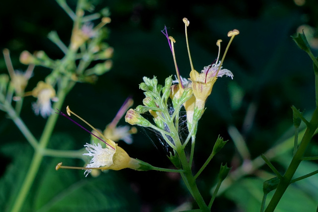 Collinsonia canadensis