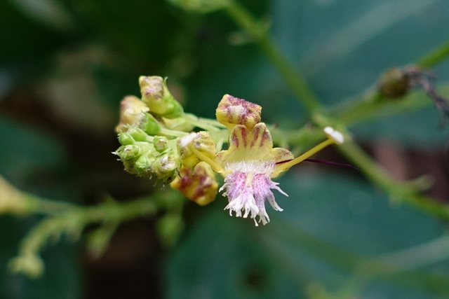 Collinsonia canadensis