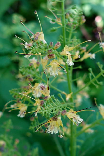 Collinsonia canadensis