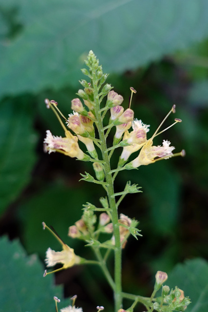 Collinsonia canadensis