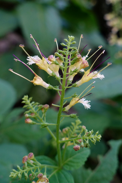 Collinsonia canadensis