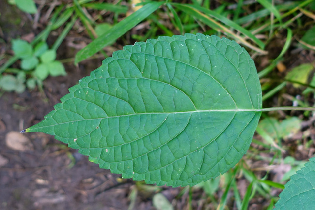 Collinsonia canadensis - leaves