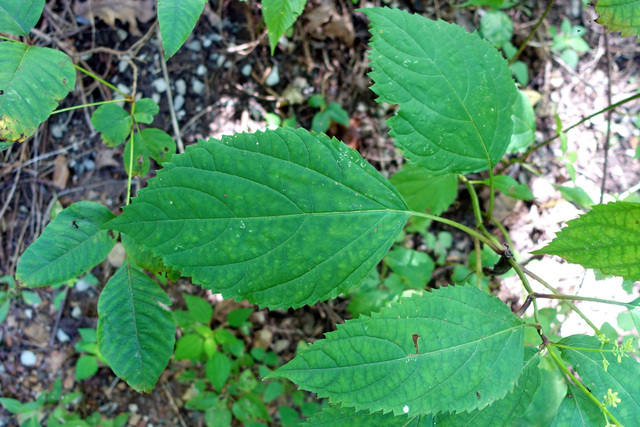 Collinsonia canadensis - leaves