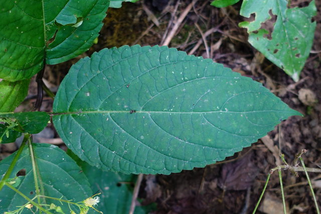 Collinsonia canadensis - leaves