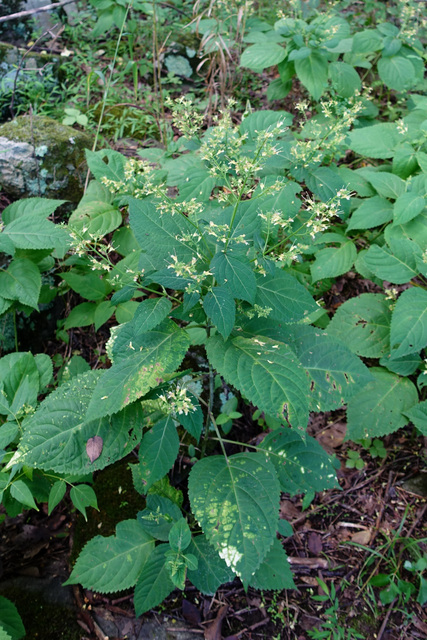 Collinsonia canadensis - plants