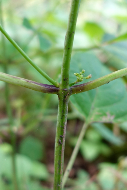 Collinsonia canadensis - stem