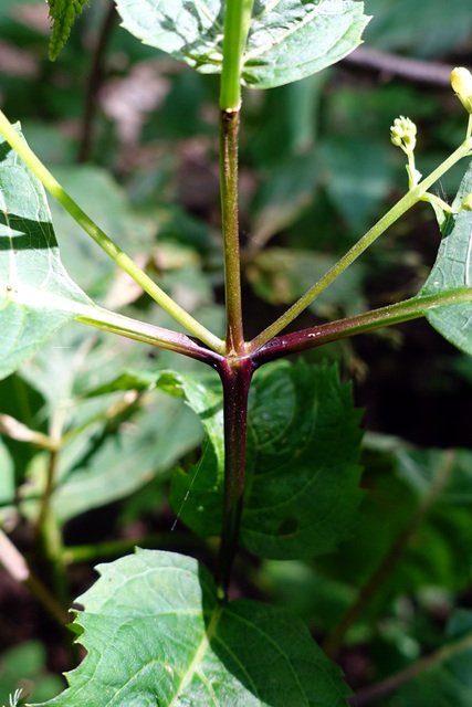 Collinsonia canadensis - stem