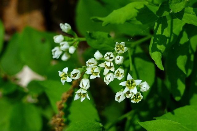 Comandra umbellata