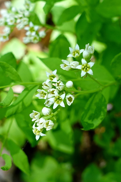 Comandra umbellata