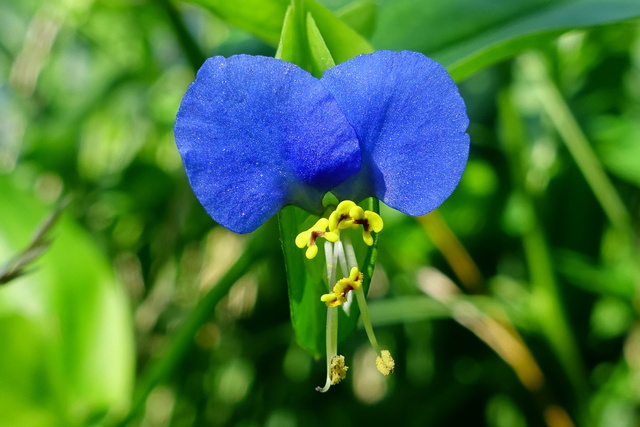 Commelina communis