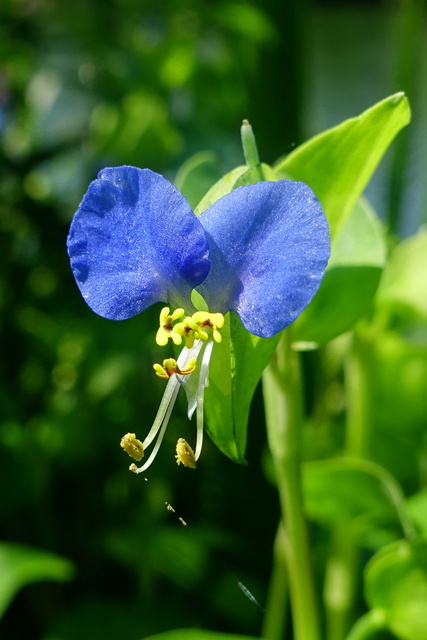 Commelina communis