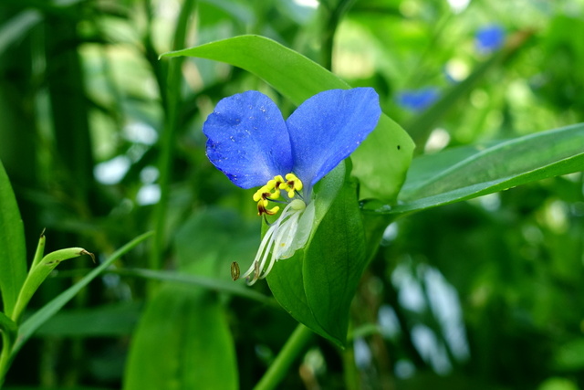 Commelina communis