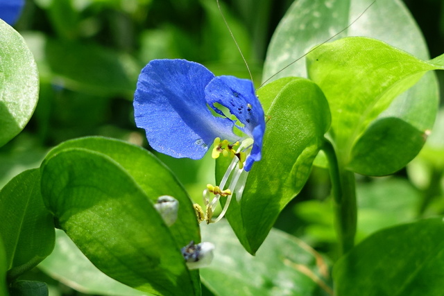 Commelina communis