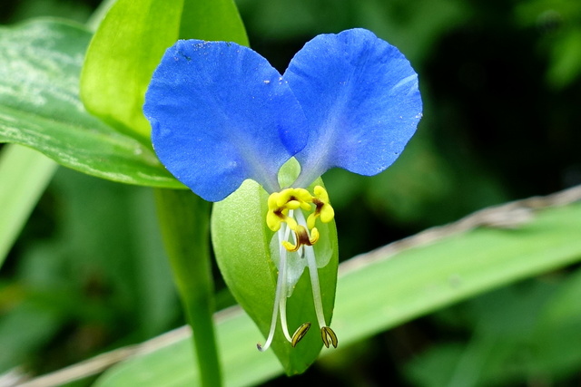 Commelina communis