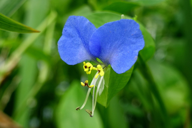 Commelina communis