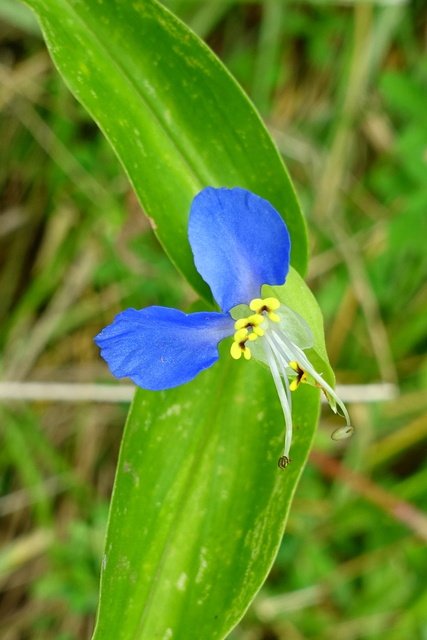 Commelina communis