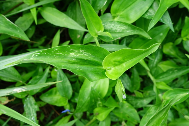 Commelina communis - leaves