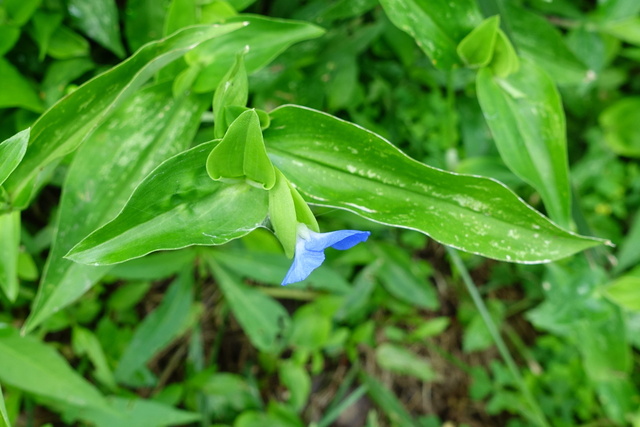 Commelina communis - leaves