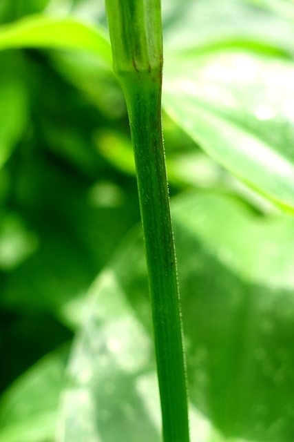 Commelina communis - stem