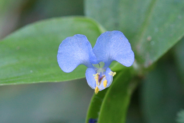 Commelina diffusa