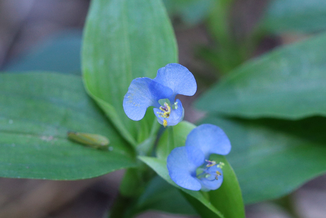 Commelina diffusa